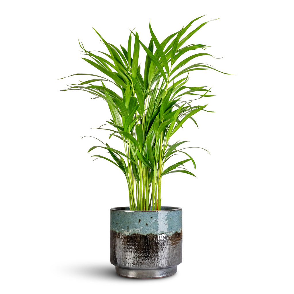 Chrysalidocarpus lutescens Areca 17x65cm Vita Pot Lead Drip 19x16cm