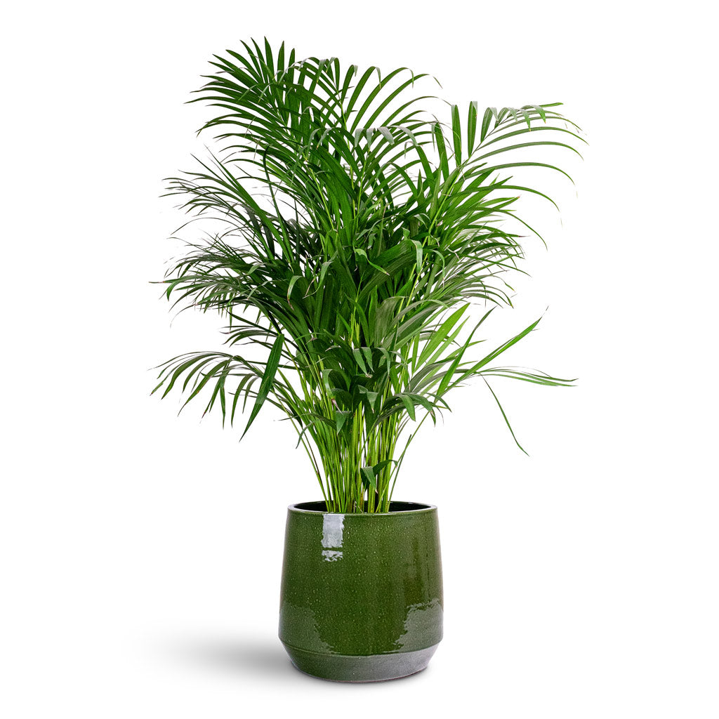 Chrysalidocarpus lutescens Areca 21x100cm House Plant In Common Pot Shiny Emerald 32x27cm