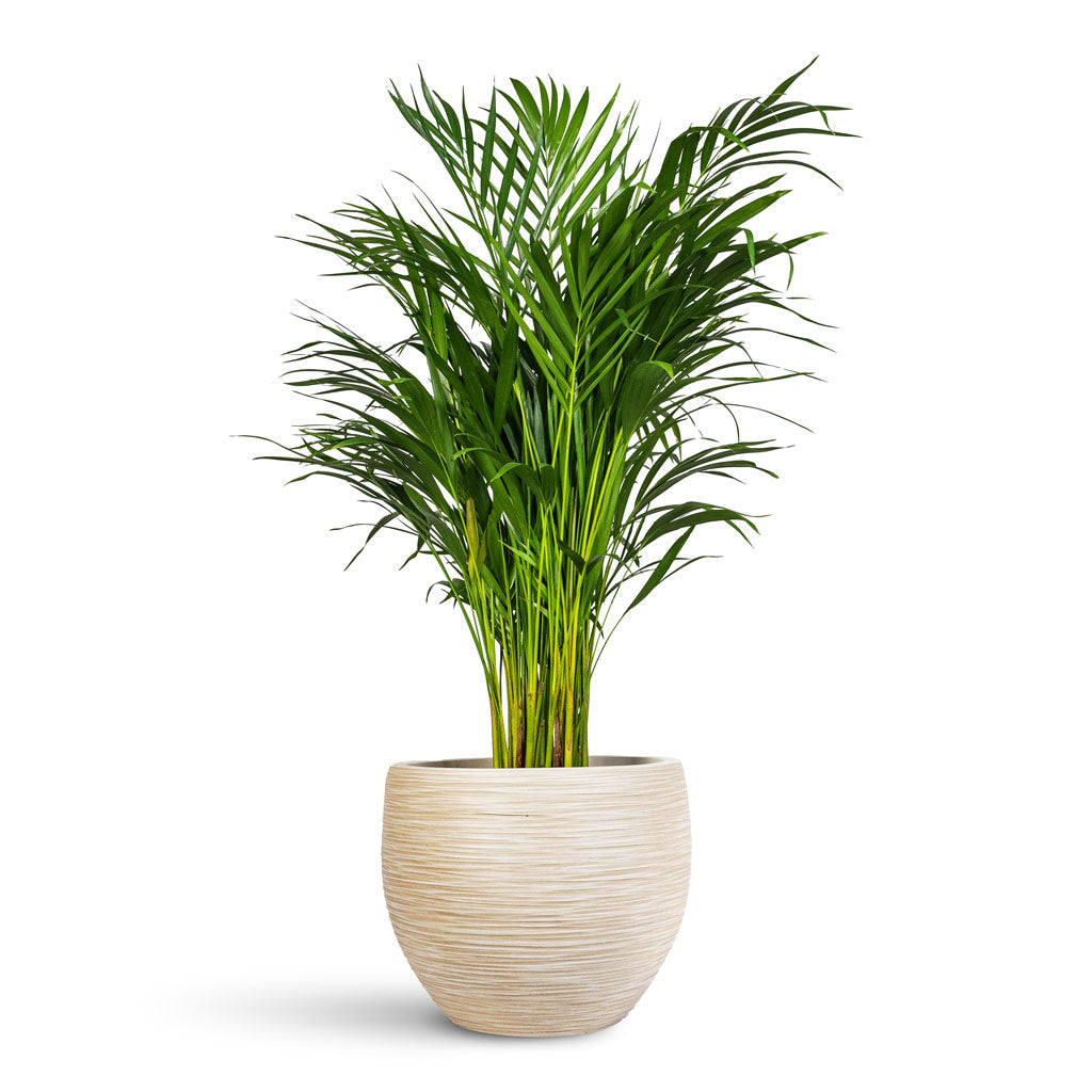 Chrysalidocarpus lutescens Areca - 21x100cm In Dune Globe Planter Oat 37x29cm