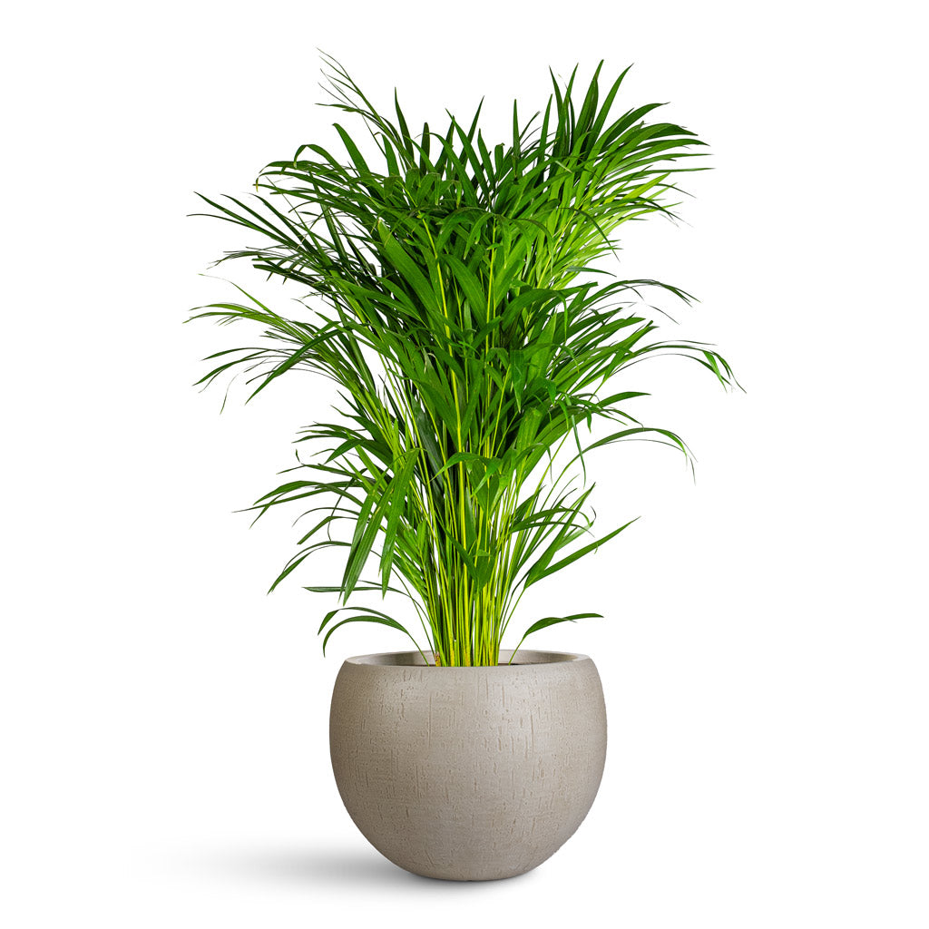 Chrysalidocarpus lutescens Areca 21x100cm house plant in Raindrop Globe Planter Stone 42x30cm Grey