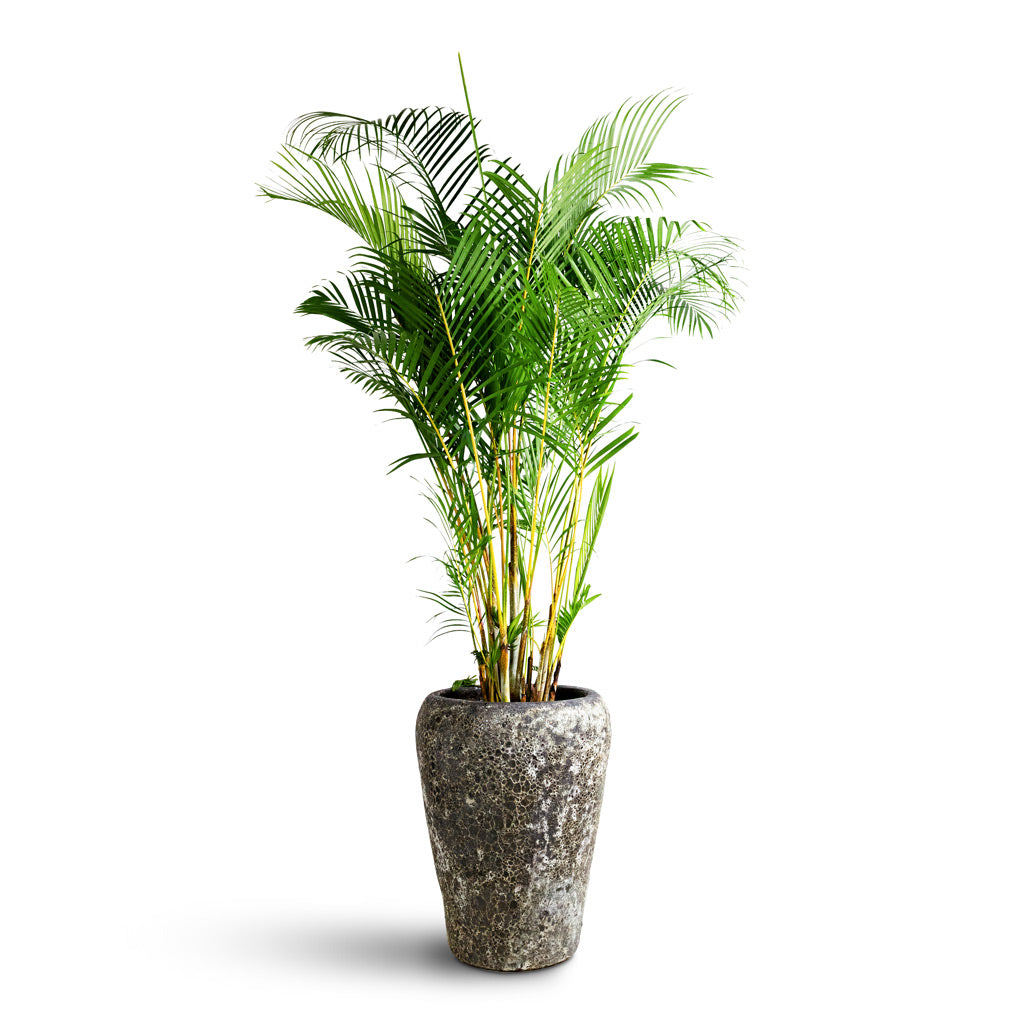 Lava Coppa Relic Planter Black - 50x68cm