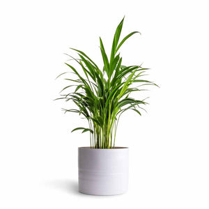 Chrysalidocarpus lutescens - Areca Palm & Hadleigh Plant Pot - White