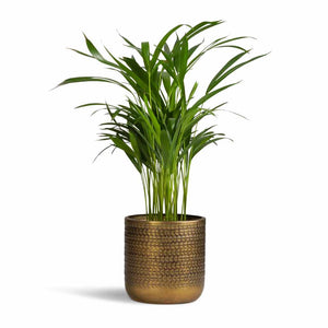 Chrysalidocarpus lutescens - Areca Palm & Solis Embossed Plant Pot - Gold