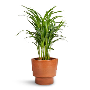Chrysalidocarpus lutescens - Areca Palm & Aries Handles Plant Pot - Bright Rust