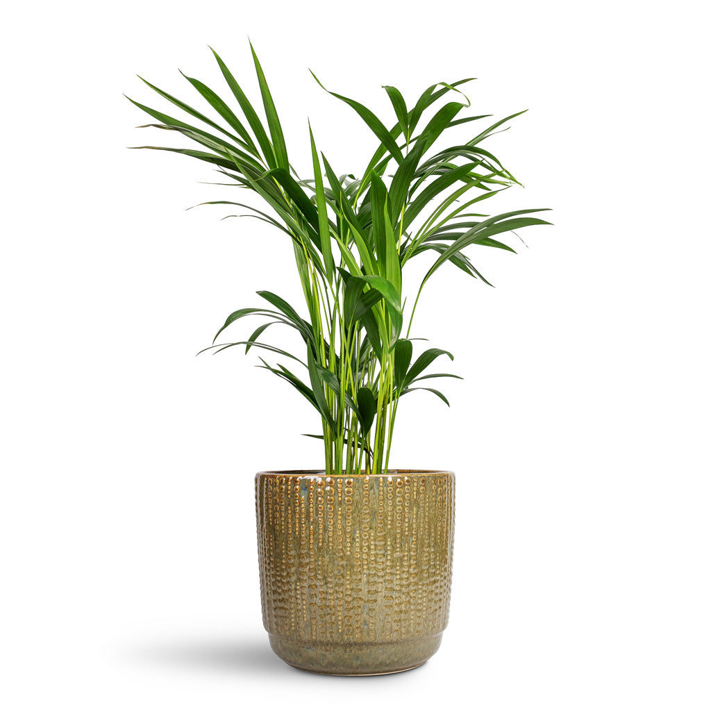 Chrysalidocarpus lutescens Areca Palm - 17x70cm In Cille Plant Pot Forest - 21x20cm