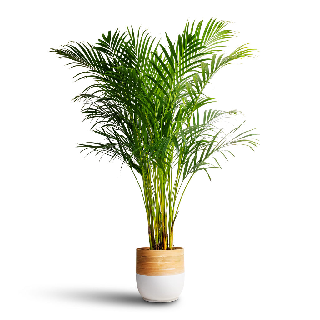 Chrysalidocarpus lutescens - Areca Palm & Bamboo Plant Pot - White