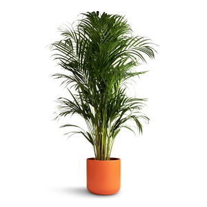 Chrysalidocarpus lutescens - Areca Palm & Lisbon Plant Pot - Coral