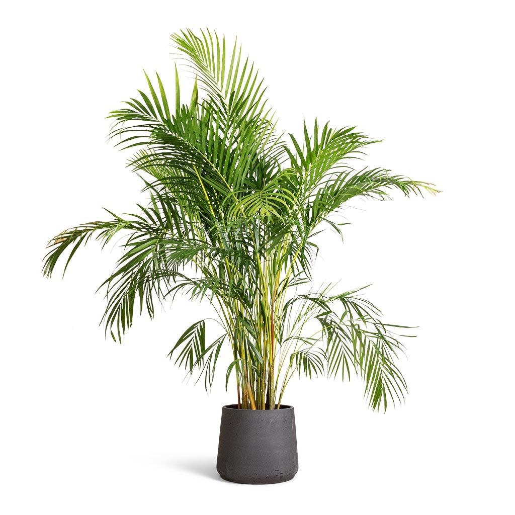 Areca palm outlet toxic to cats