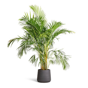 Chrysalidocarpus lutescens - Areca Palm & Patt Plant Pot - Black Washed