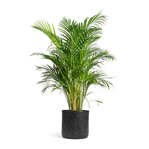 Chrysalidocarpus lutescens - Areca Palm & Raindrop Round Planter - Anthracite