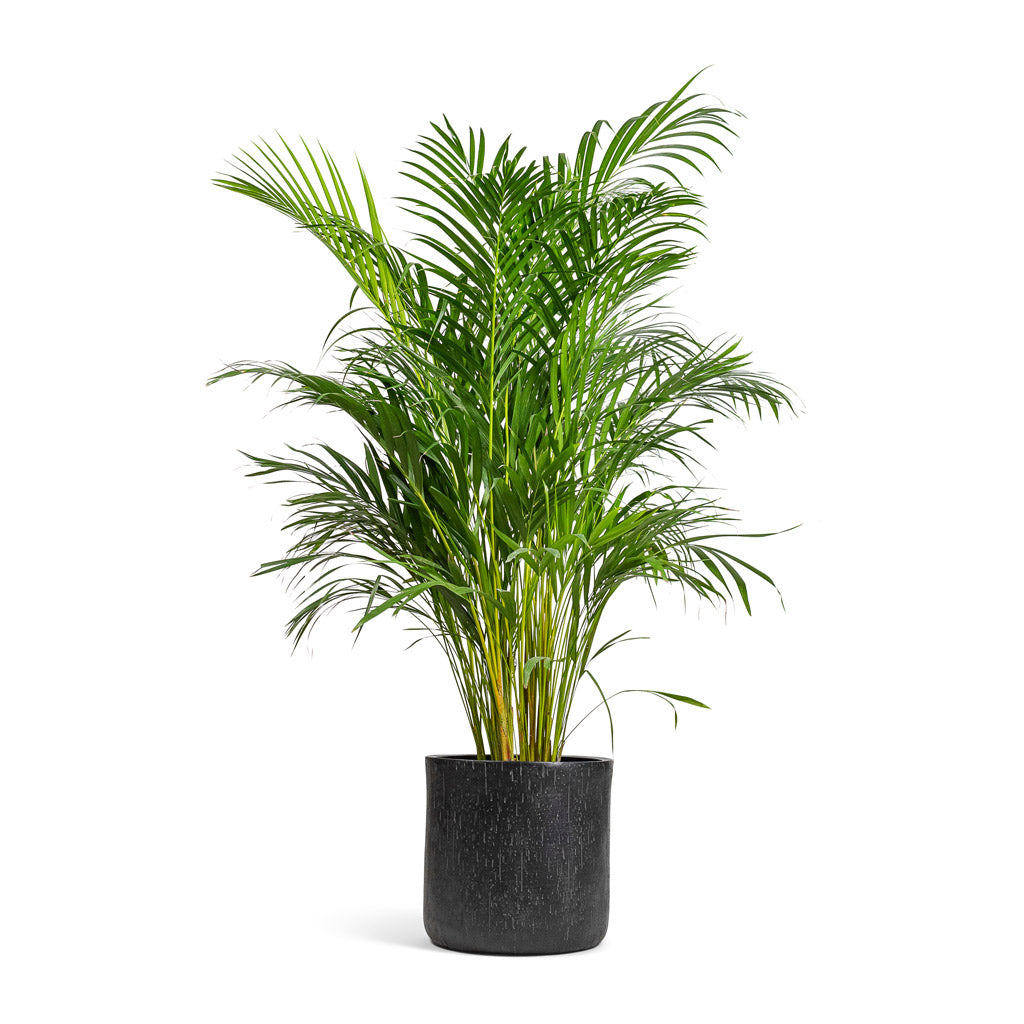 Chrysalidocarpus lutescens - Areca Palm & Raindrop Round Planter - Anthracite