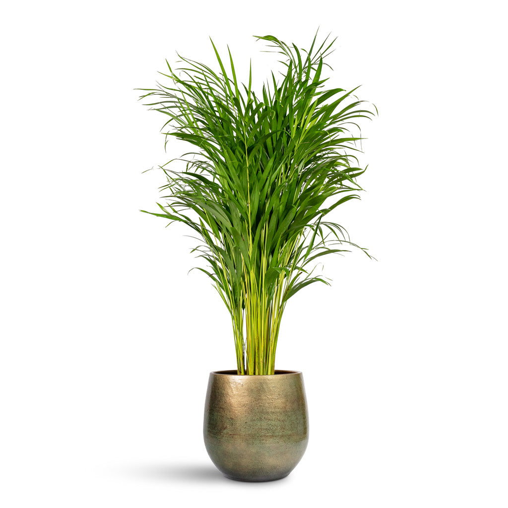 Chrysalidocarpus lutescens Areca Palm - 24x130cm In Esra Plant Pot Shiny Green - 31x28cm