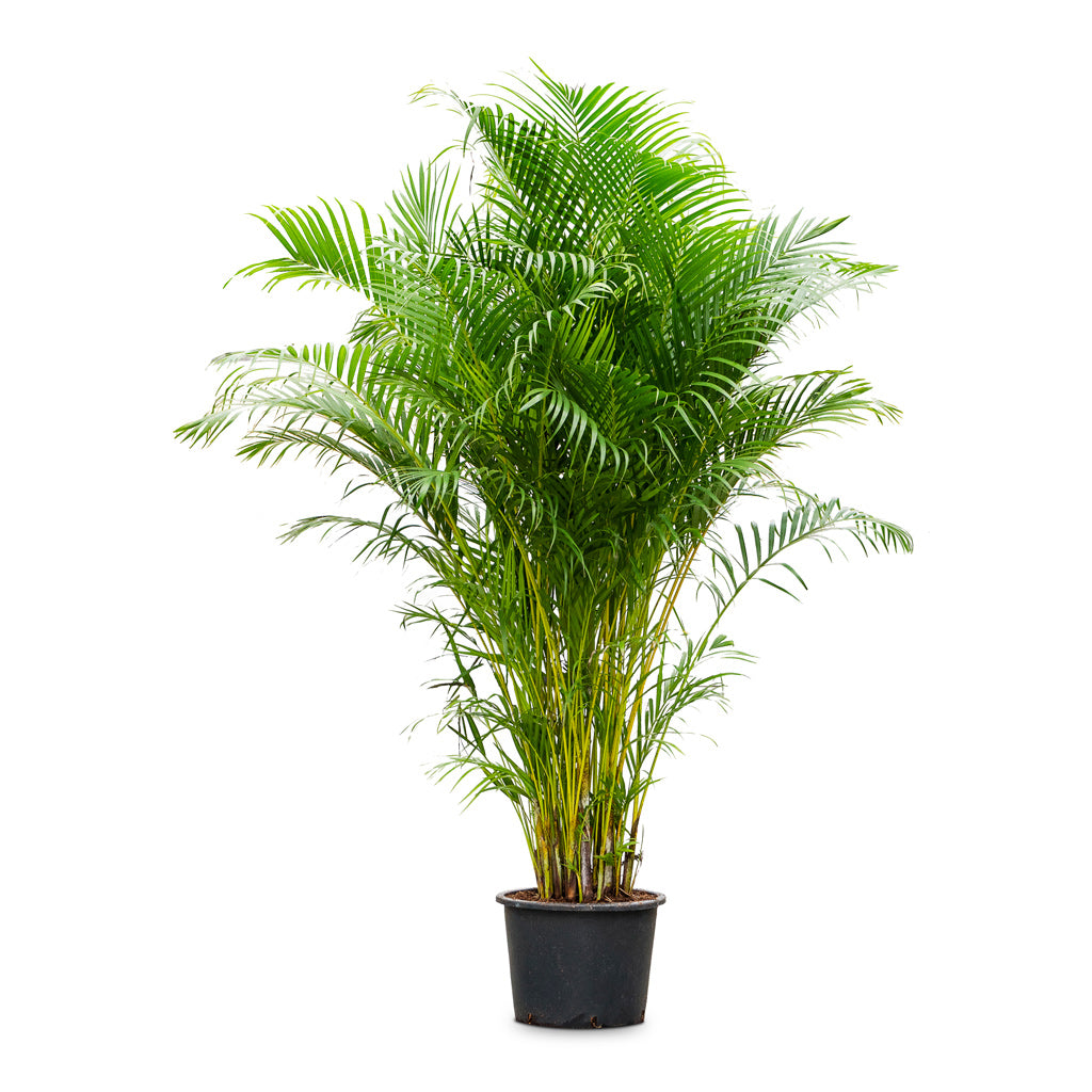 Chrysalidocarpus lutescens - Areca Palm - 34 x 200cm
