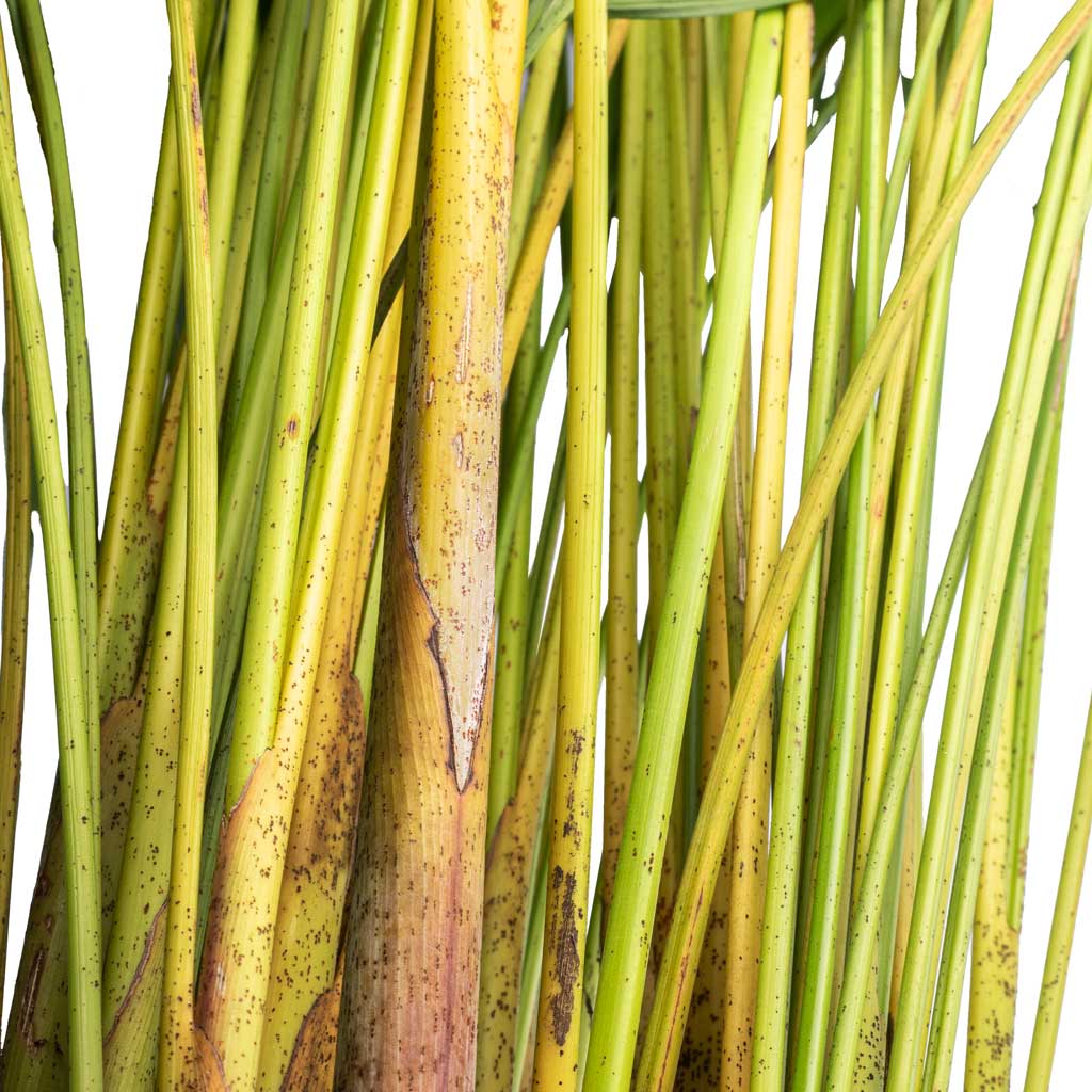 Chrysalidocarpus lutescens - Areca Palm - Close Up Of Stems