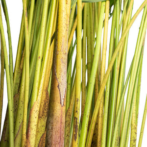 Chrysalidocarpus lutescens - Areca Palm - Close Up Of Stems