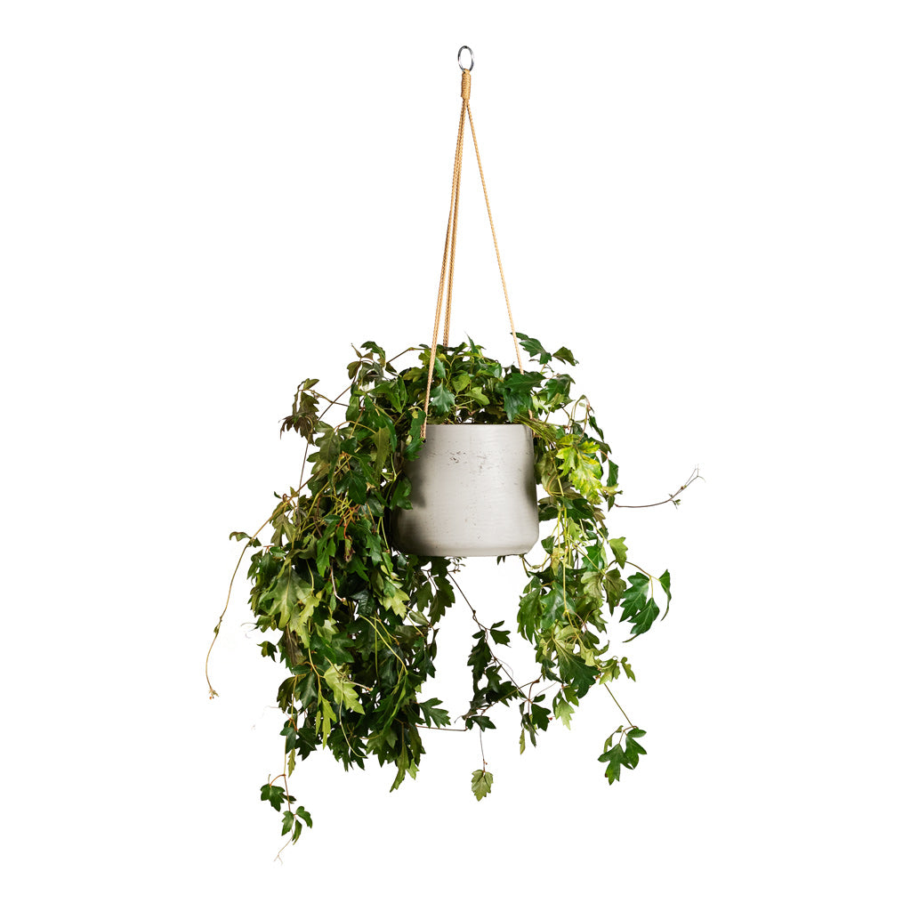 Cissus rhombifolia Ellen Dancia 17x40cm Patt Hanging Pot Grey Washed 23x20cm