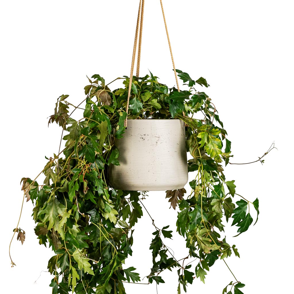 Cissus rhombifolia Ellen Dancia 17x40cm Patt Hanging Pot Grey Washed 23x20cm_1