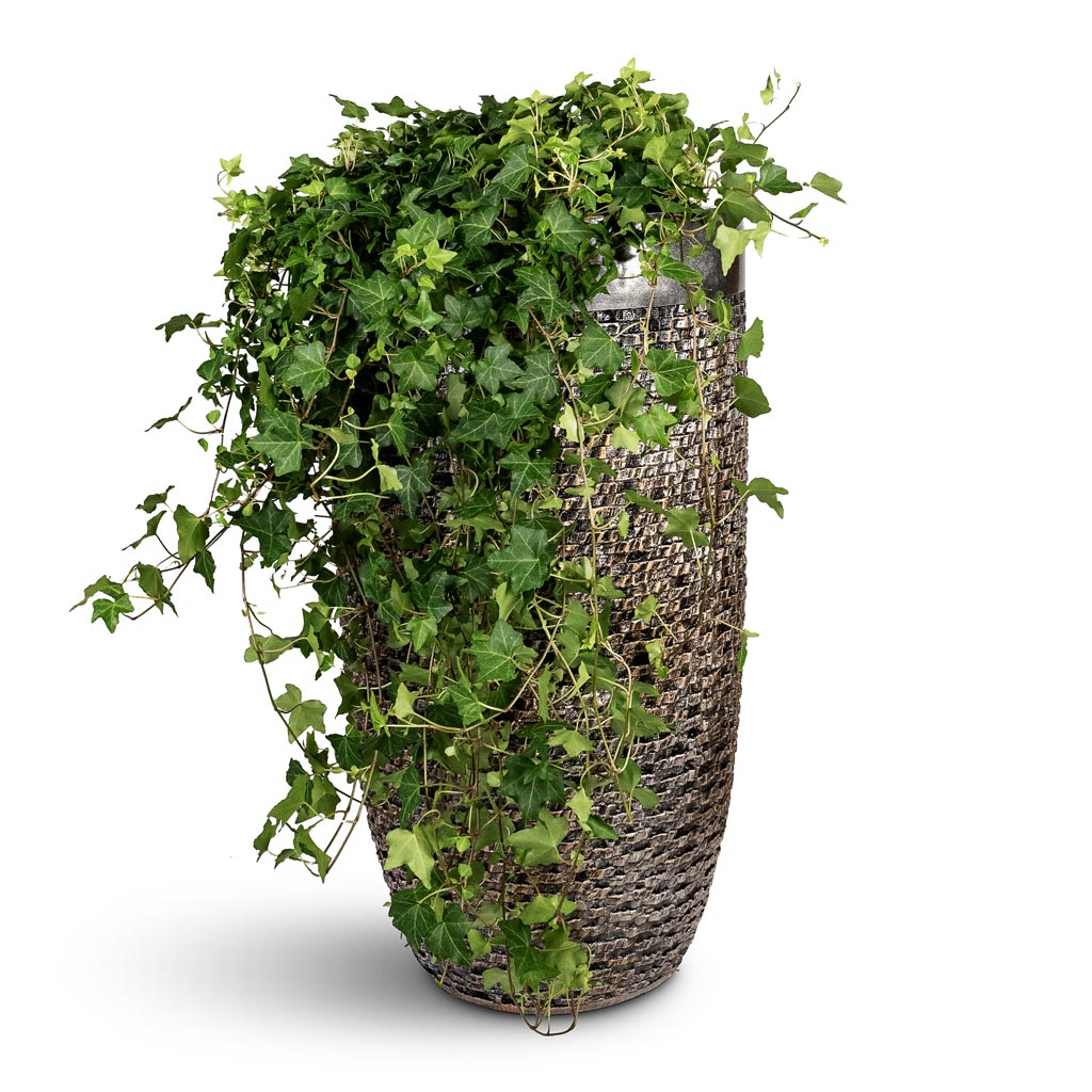 Cissus rhombifolia Ellen Dancia Grape Ivy - 17x40cm In Luxe Lite Layer Partner Planter Bronze - 38x69cm