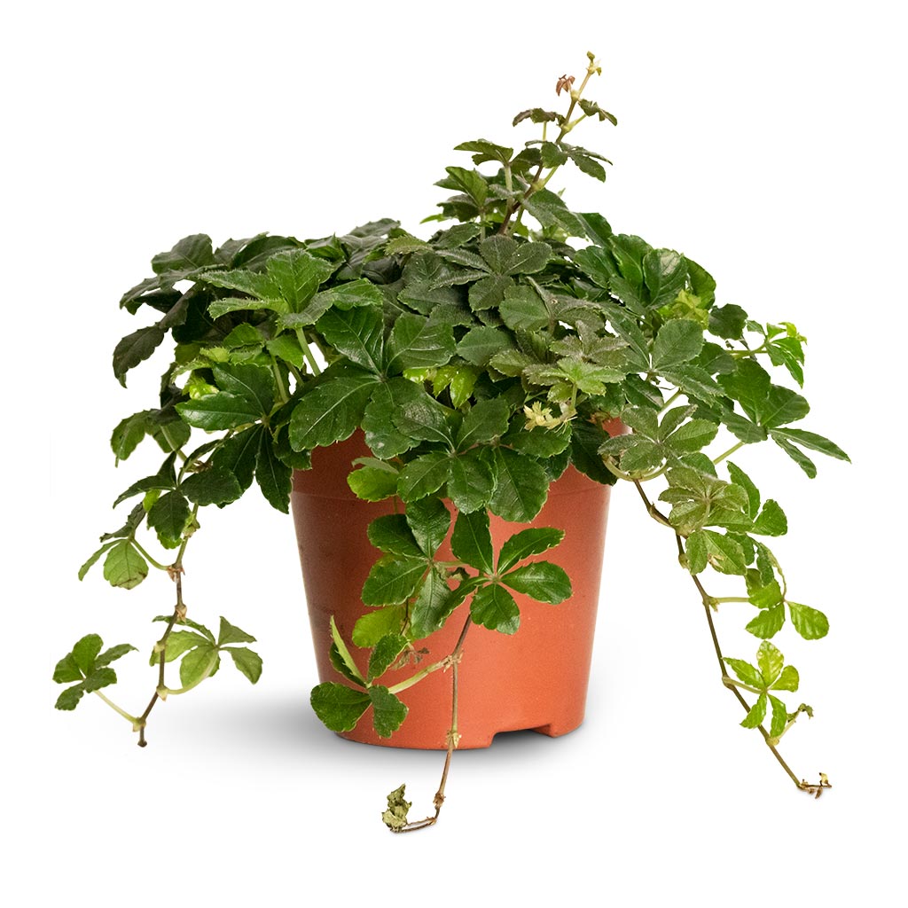 cissus indoor plant Cissus striata parthenocissus - Verona Vein Houseplant | Hortology