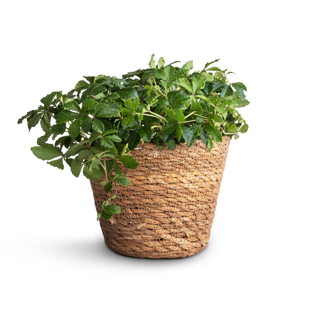 Cissus striata parthenocissus - Verona Vein & Igmar Plant Basket - Natural