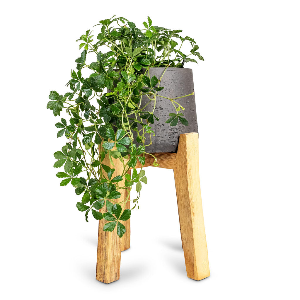 Cissus striata parthenocissus Verona Vein - 12x20cm In Patt Plant Pot Tall Stand Black Washed - 23x34cm