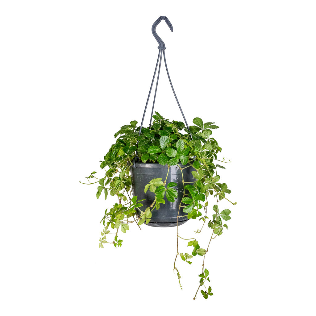 Cissus striata parthenocissus Verona Vein - 15x25cm