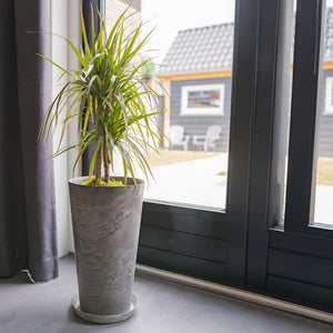 Claire Artstone Tall Planter - Grey & Dracaena marginata Red Edged Indoor Plant