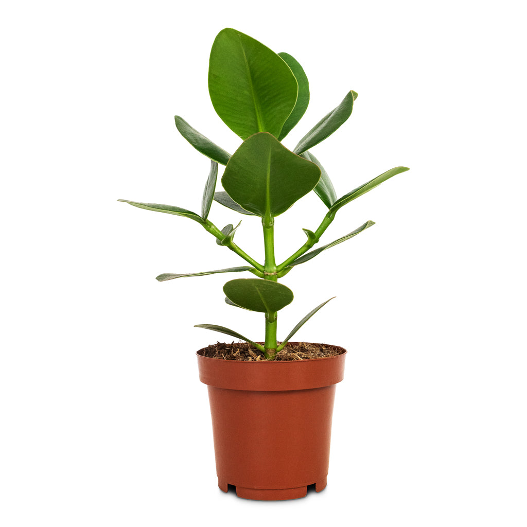 Clusia rosea Princess - Autograph Tree Houseplant | Hortology - HORTOLOGY