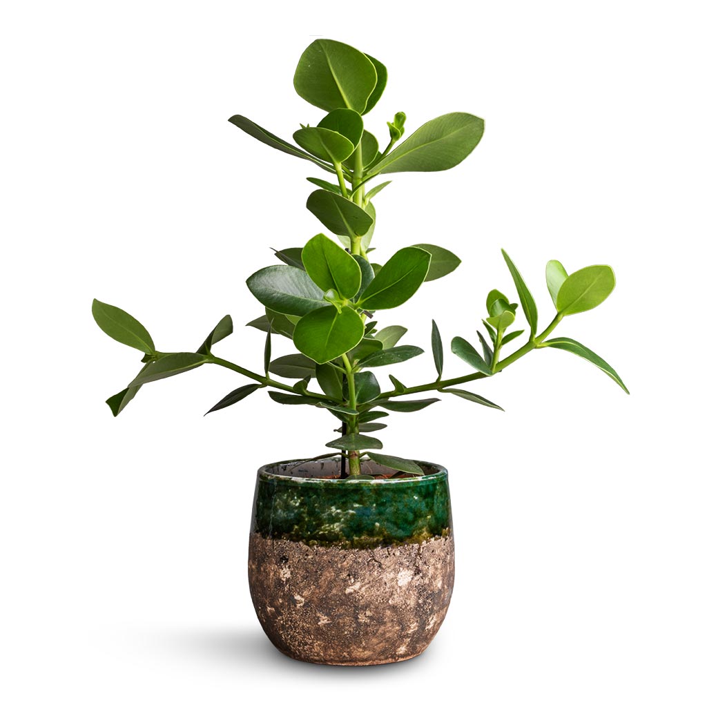 Clusia rosea Princess - Autograph Tree &amp; Lindy Plant Pot - Black Green