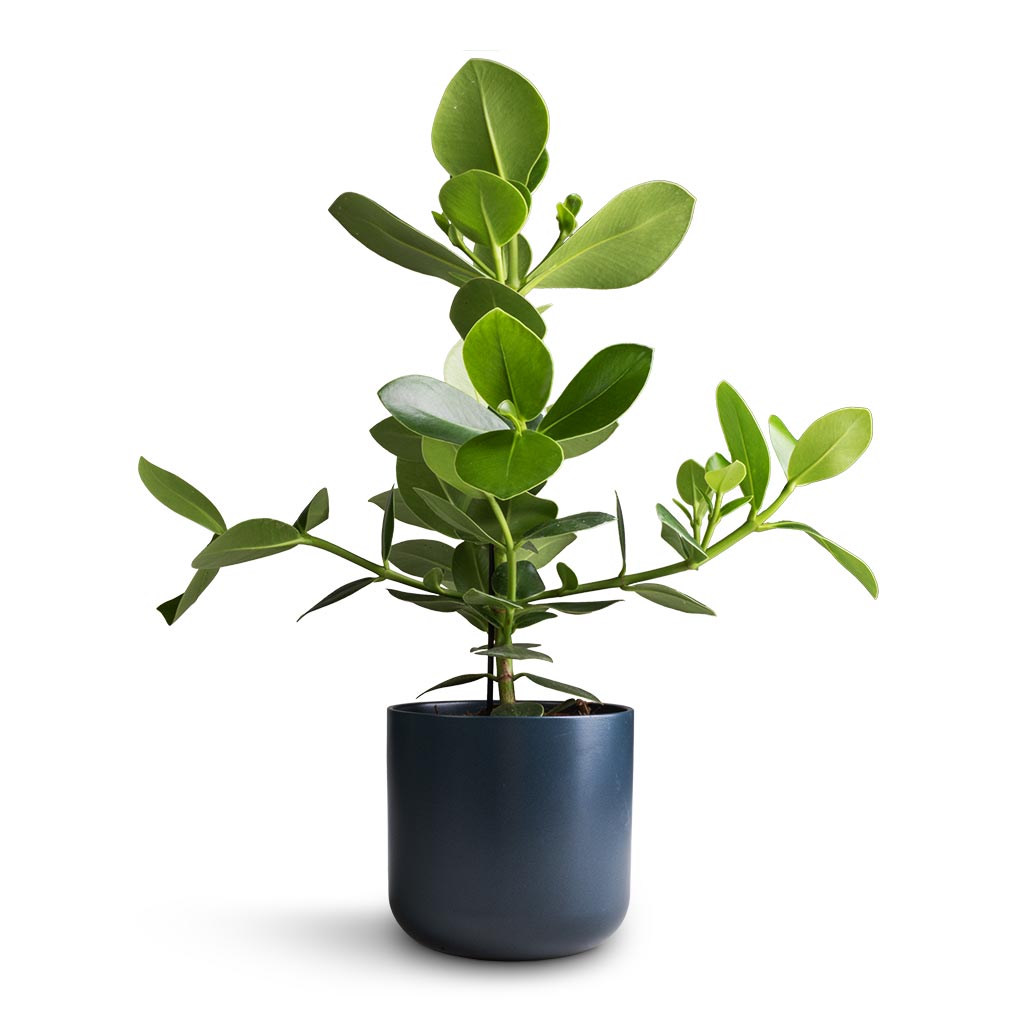 Clusia rosea Princess - Autograph Tree & Lisbon Plant Pot - Navy
