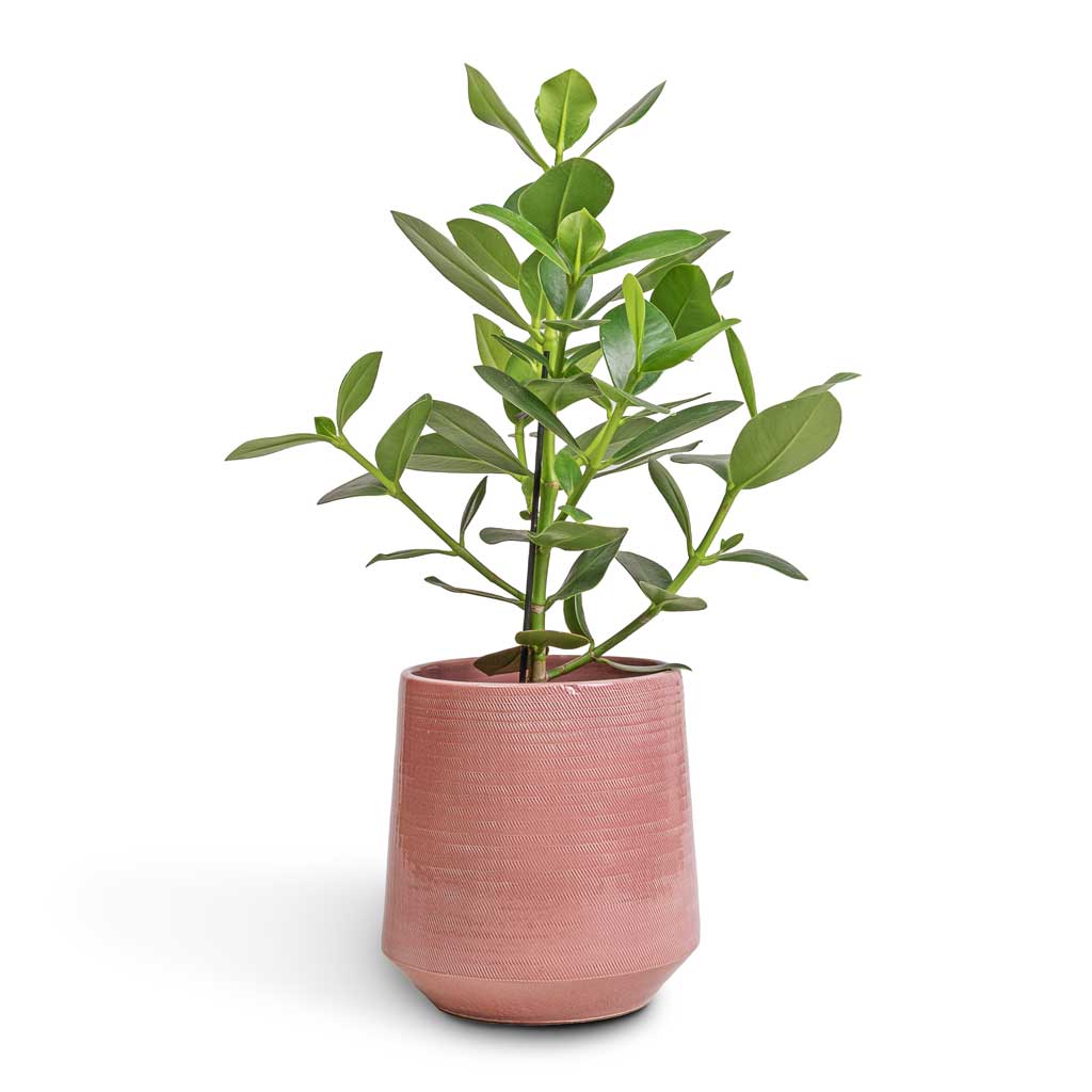 clusia plant indoor care Clusia rosea Princess - Autograph Tree Houseplant | Hortology