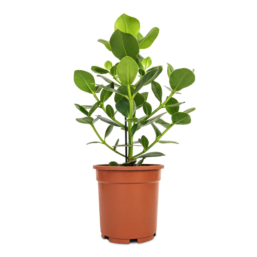 Clusia rosea Princess - Autograph Tree Houseplant | Hortology - HORTOLOGY