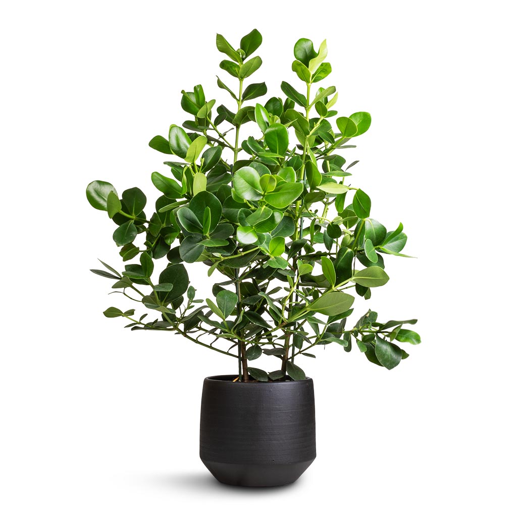Clusia rosea Princess - Autograph Tree & Norell Plant Pot - Black
