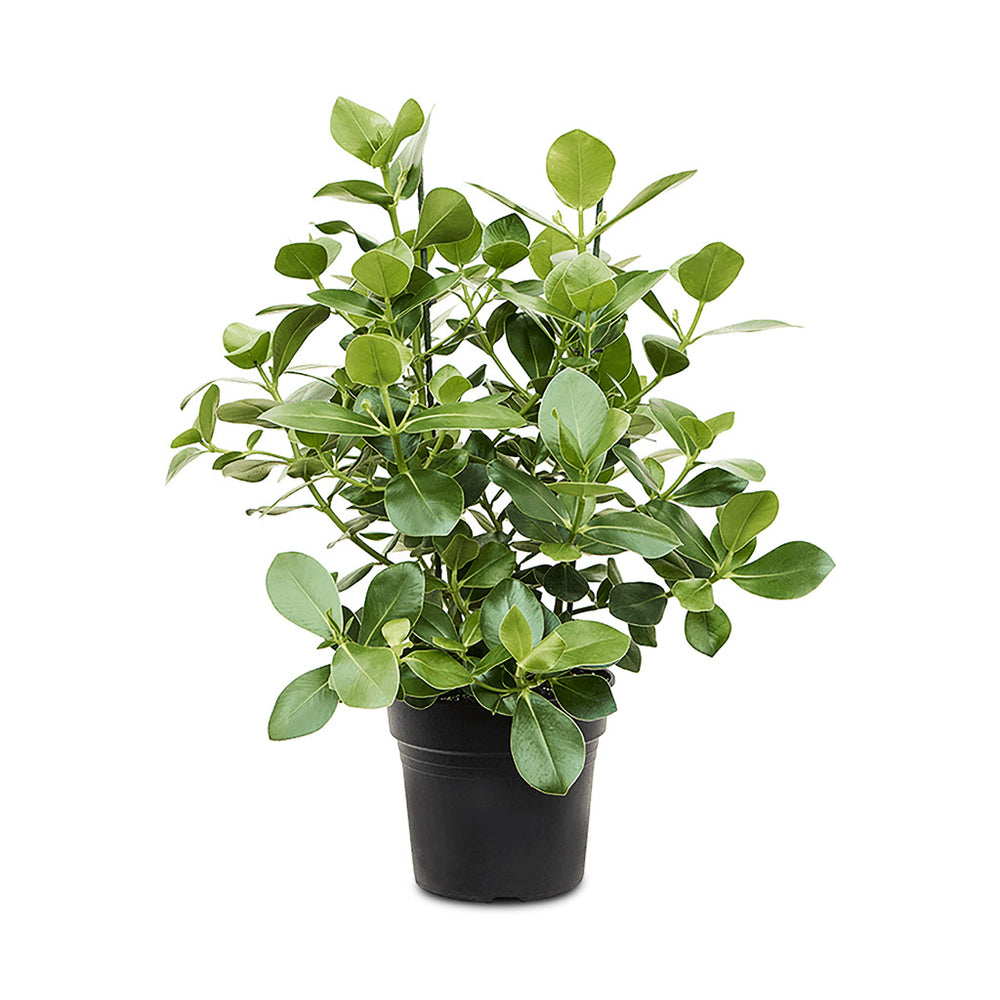 Clusia rosea Princess - Autograph Tree Houseplant | Hortology - HORTOLOGY