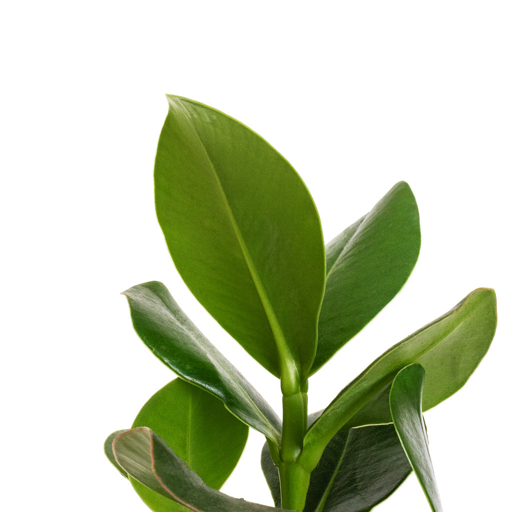 Clusia rosea Princess - Autograph Tree Houseplant | Hortology - HORTOLOGY