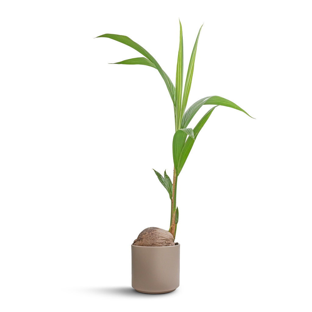 Cocos nucifera - Coconut Palm Tree & Prague Plant Pot - Taupe