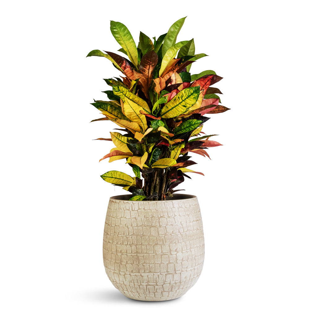 Codiaeum Iceton 19x70cm Renzo Pot Sand 31x28cm