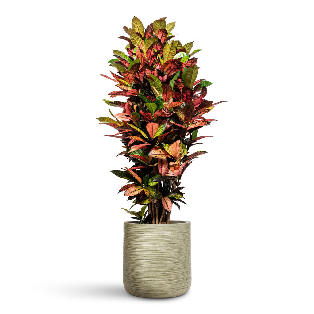 Codiaeum Iceton - 30x130cm In Dune Cylinder Planter Pistachio - 38x37cm