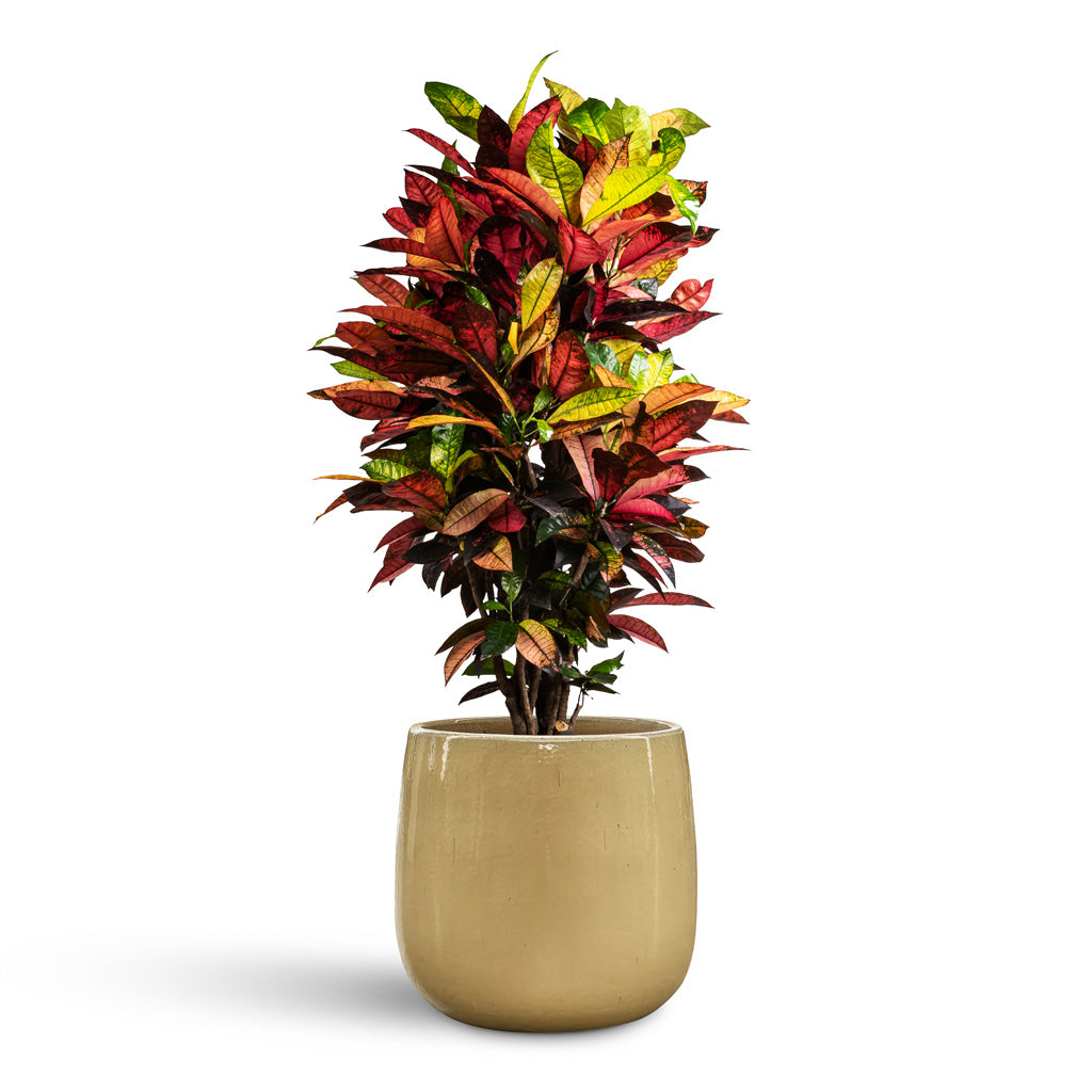 Codiaeum Iceton Croton 27x110cm house plant in Aura Balloon Cream 31x31cm