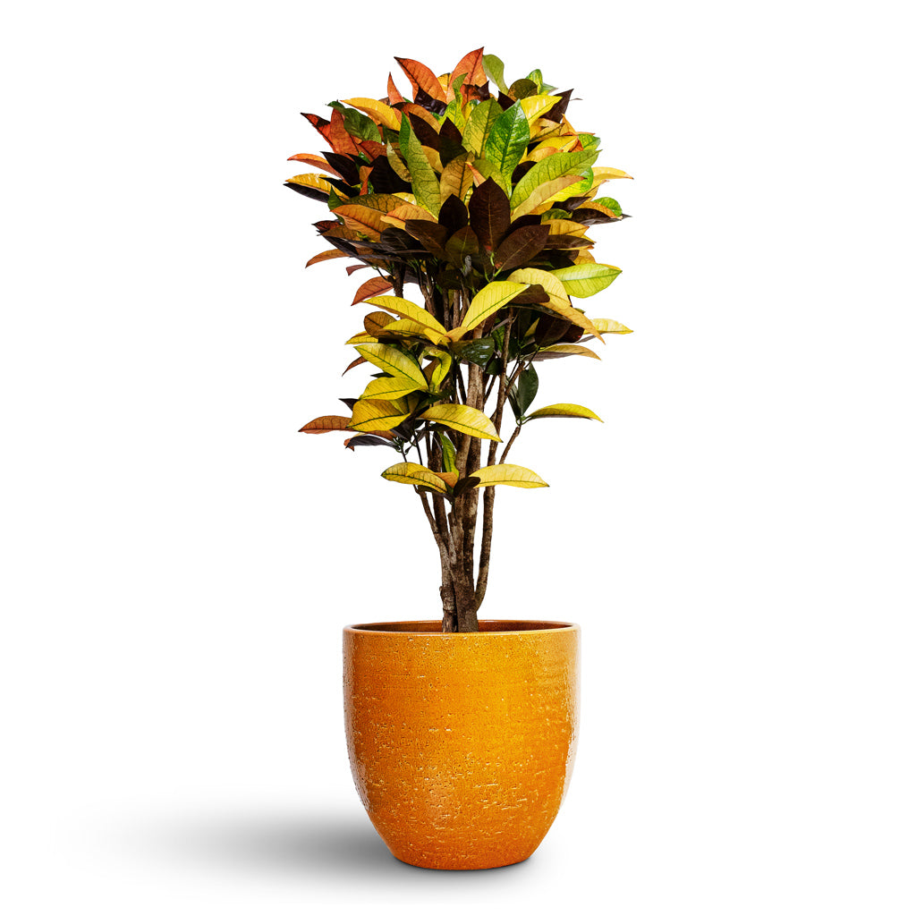 Codiaeum Iceton - Croton & Jolin Plant Pot - Ochre