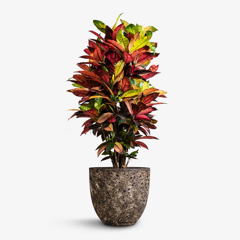 Croton Indoor Plant & Lava Couple Planter