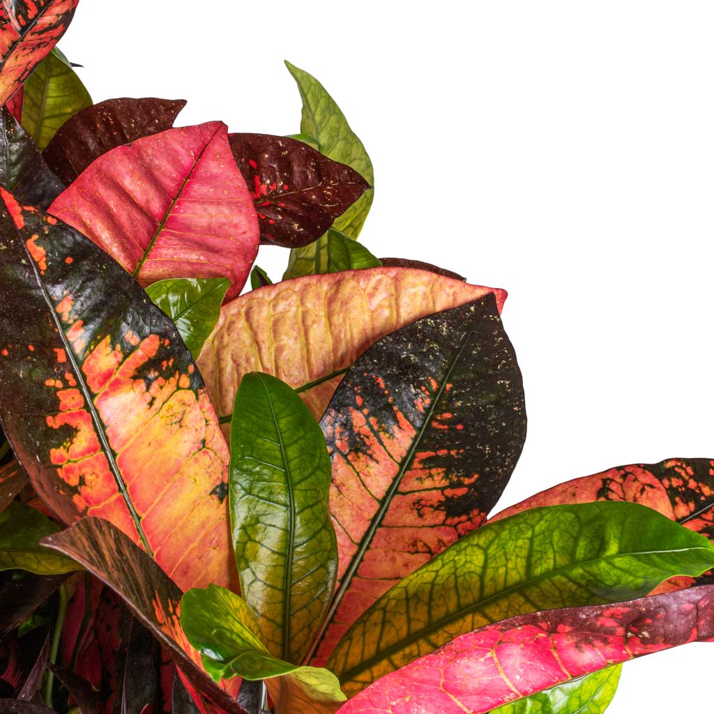 Codiaeum Iceton - Croton Leaves