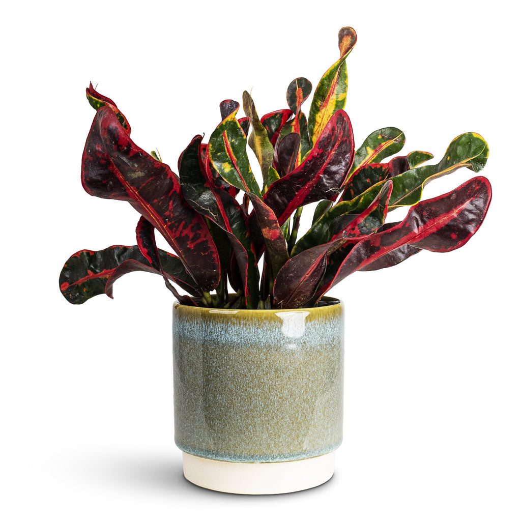 Codiaeum Mammi 12x35cm House Plant In Copenhagen Pot Aqua 13.5x14cm