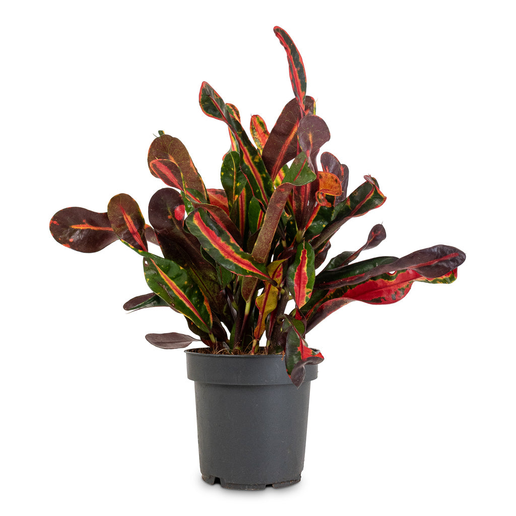 mammy croton poisonous Codiaeum Mammi - Croton - Quality Houseplants