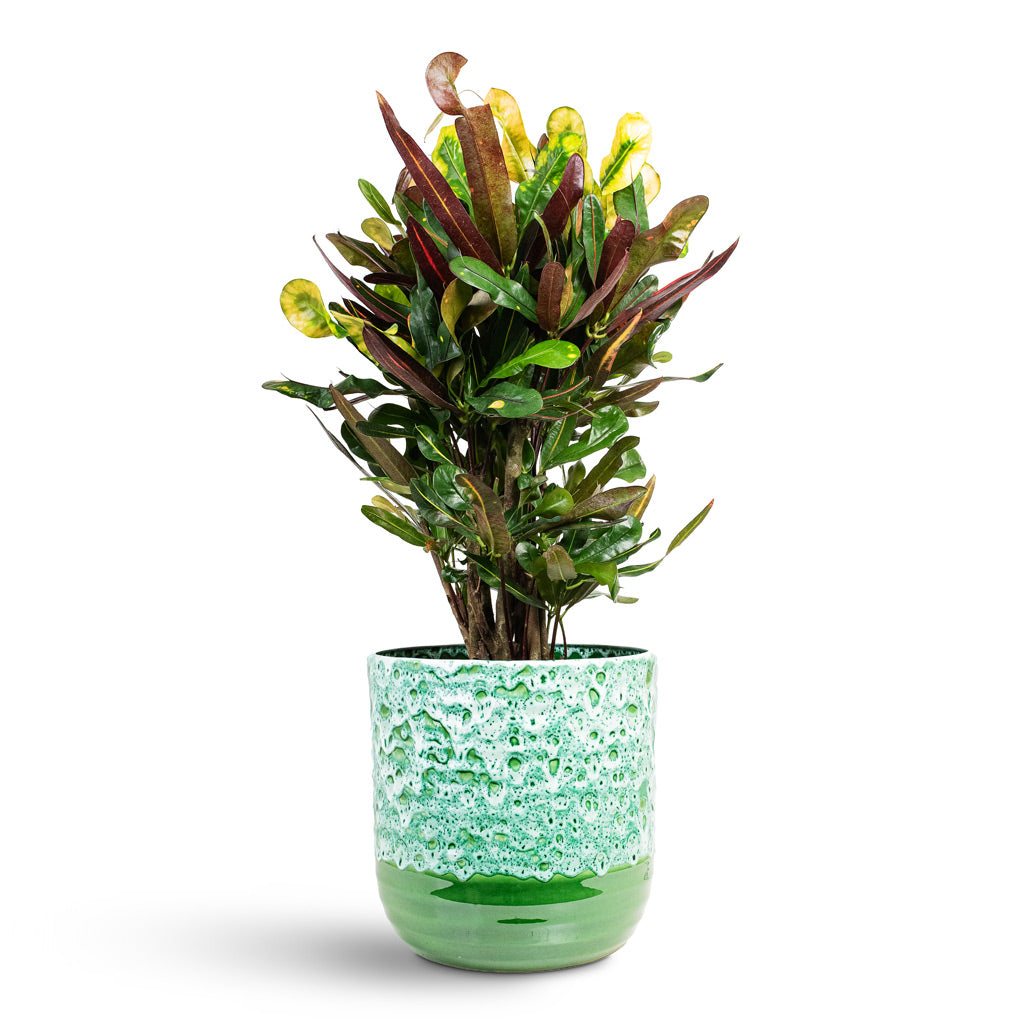Spathiphyllum Diamond 17x60cm House Plant In Ocean Glaze Pot Emerald 21x21cm