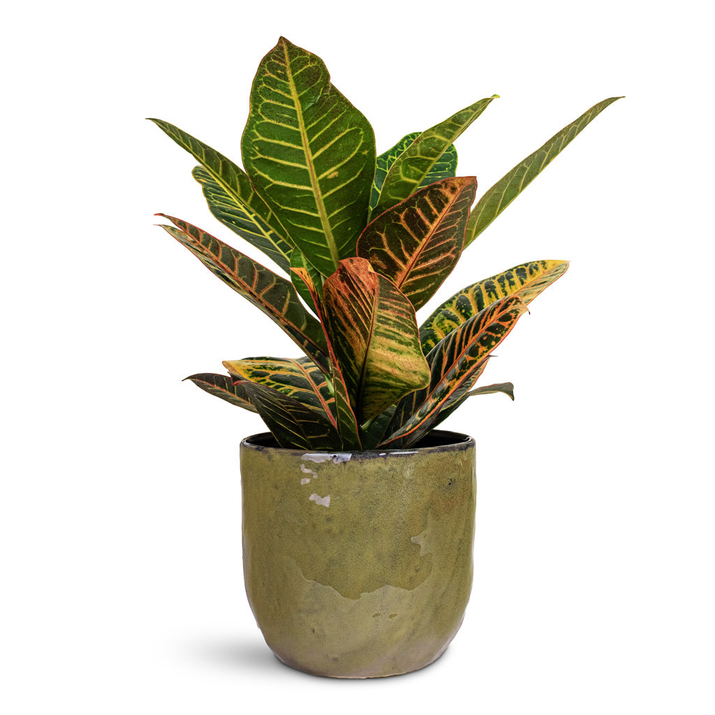 Codiaeum Petra 17x45cm House Plant In Brian Pot Marrakesh 21x20cm