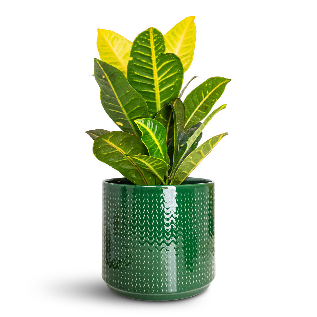 codiaeum plant indoor Codiaeum variegatum pictum Petra - Croton Indoor Plant | Hortology