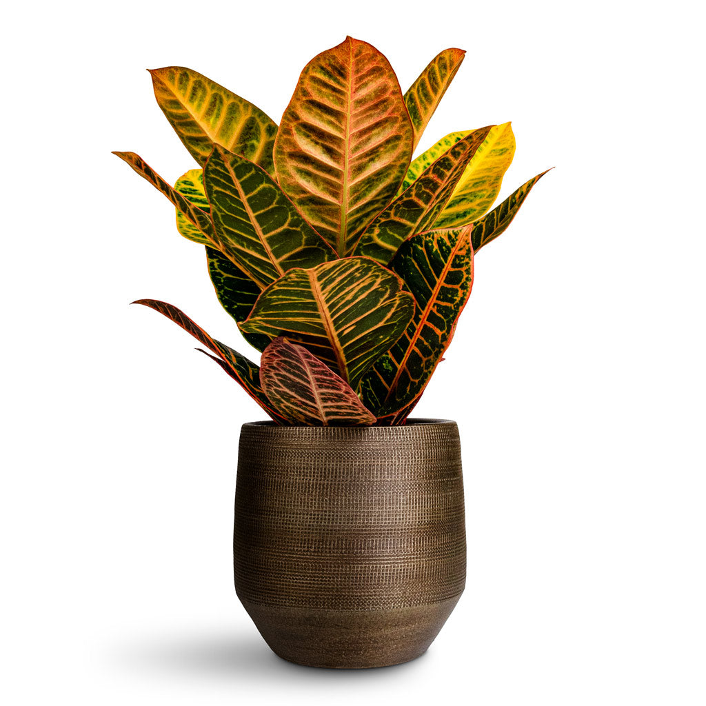 Codiaeum Petra - 17x45cm In Norell Pot Chestnut - 21x20cm