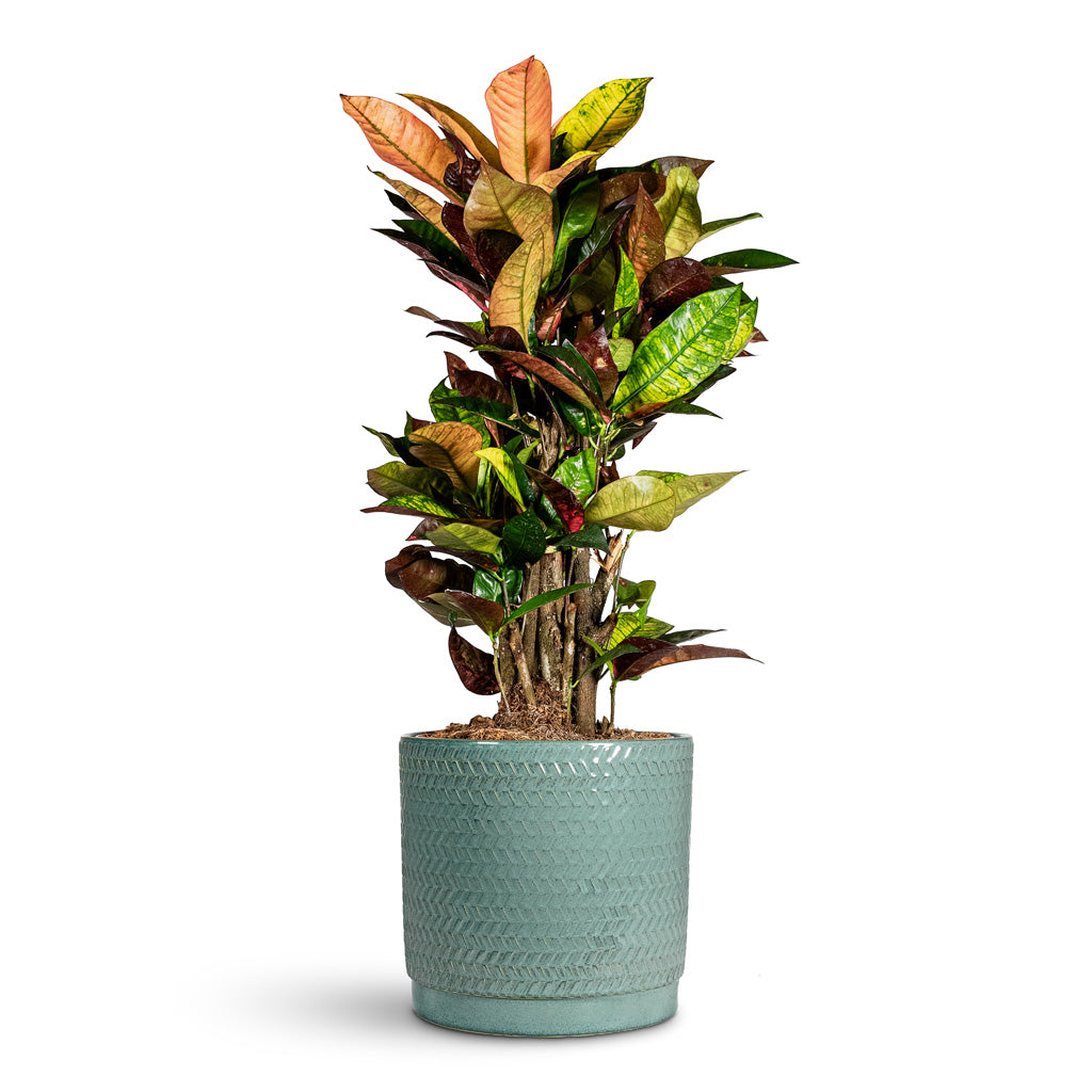 Codiaeum Petra 19x60cm House Plant in Stien Pot Ocean 21x19cm