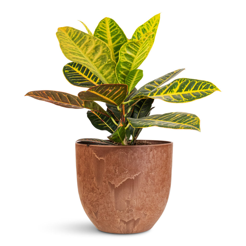 Codiaeum Petra - 21x60cm In Bola Artstone Pot Oak - 28x24cm